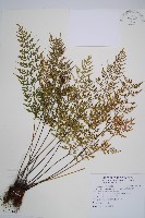 威氏鐵角蕨藏品圖，第1張