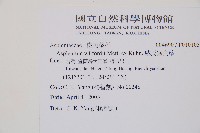 威氏鐵角蕨藏品圖，第2張