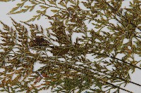 威氏鐵角蕨藏品圖，第3張