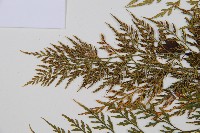 威氏鐵角蕨藏品圖，第4張