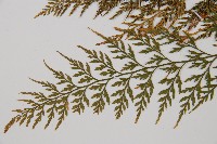 威氏鐵角蕨藏品圖，第5張