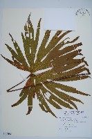 雙扇蕨藏品圖，第1張