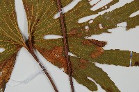 雙扇蕨藏品圖，第3張