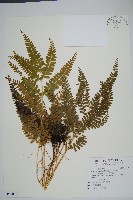 網脈鱗始蕨藏品圖，第1張