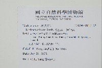 網脈鱗始蕨藏品圖，第2張