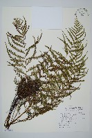 二羽達邊蕨藏品圖，第1張