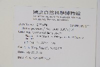 馬來陰石蕨藏品圖，第2張