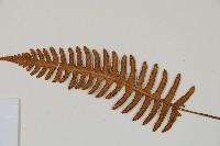 馬來陰石蕨藏品圖，第4張