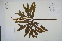 錫蘭七指蕨藏品圖，第1張