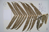 蘭嶼觀音座蓮藏品圖，第1張