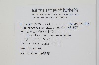 厚邊蕨藏品圖，第2張