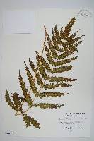 登錄號:P010116藏品圖，第1張