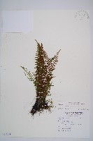 雲南鐵角蕨藏品圖，第1張