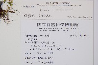 雲南鐵角蕨藏品圖，第2張