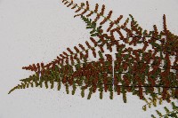 雲南鐵角蕨藏品圖，第4張