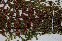 雲南鐵角蕨藏品圖，第5張