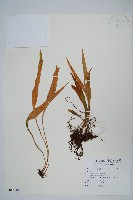 登錄號:P010119藏品圖，第1張