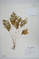 登錄號:P010121藏品圖，第1張