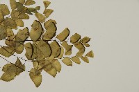 半月形鐵線蕨藏品圖，第3張