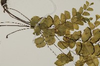 半月形鐵線蕨藏品圖，第4張