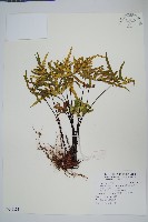 長柄粉背蕨藏品圖，第1張