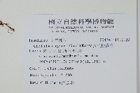 長柄粉背蕨藏品圖，第2張