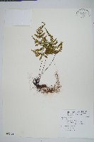 登錄號:P010124藏品圖，第1張