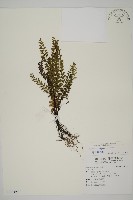 愛氏鐵線蕨藏品圖，第1張