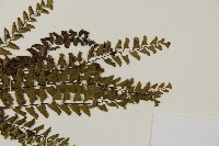 愛氏鐵線蕨藏品圖，第6張