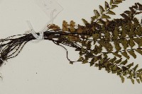 愛氏鐵線蕨藏品圖，第7張