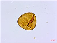 愛氏鐵線蕨藏品圖，第2張