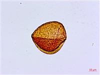 愛氏鐵線蕨藏品圖，第3張