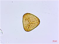 愛氏鐵線蕨藏品圖，第4張