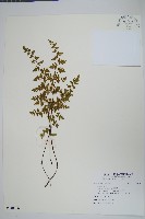 登錄號:P010126藏品圖，第1張