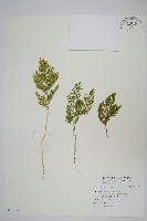 登錄號:P010128藏品圖，第1張