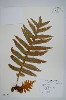 登錄號:P010130藏品圖，第1張