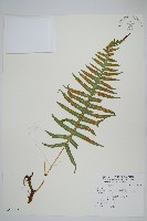 登錄號:P010133藏品圖，第1張