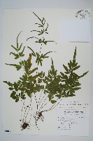 箭葉鳳尾蕨藏品圖，第1張