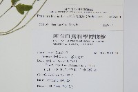 箭葉鳳尾蕨藏品圖，第2張