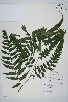 廣葉鋸齒雙蓋蕨藏品圖，第1張