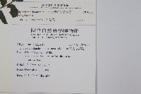 廣葉鋸齒雙蓋蕨藏品圖，第2張