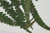 廣葉鋸齒雙蓋蕨藏品圖，第3張