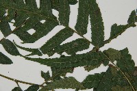 廣葉鋸齒雙蓋蕨藏品圖，第4張