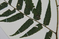 廣葉鋸齒雙蓋蕨藏品圖，第5張