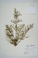 水蕨藏品圖，第1張