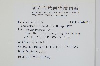 水蕨藏品圖，第2張