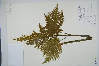 薄葉大陰地蕨藏品圖，第1張