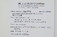 薄葉大陰地蕨藏品圖，第2張