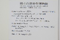 細葉蕗蕨藏品圖，第2張