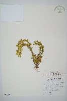 長柄千層塔藏品圖，第1張